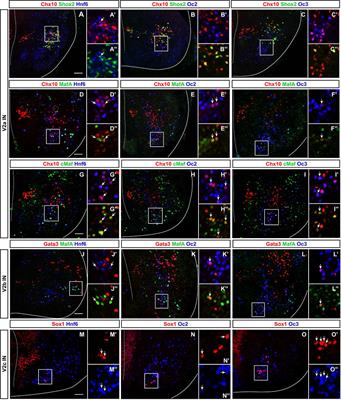 Onecut Factors and Pou2f2 Regulate the Distribution of V2 Interneurons in the Mouse Developing Spinal Cord